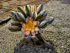 Copper Pinwheel Copper Pinwheel