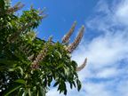 Buckeye Flowering Buckeye Flowering