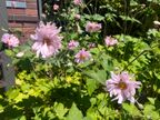 Japanese Anemone Japanese Anemone