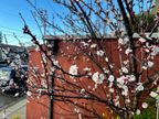 Apricot Bloom Apricot Bloom