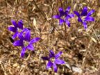 Harvest Brodiaea Harvest Brodiaea
