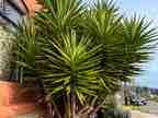 Cordyline Cordyline
