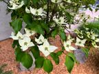 Flowering Dogwood Flowering Dogwood