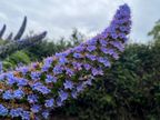 Echium Echium
