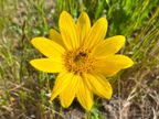 Sunflower Sunflower