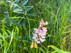 Pacific Pea Pacific Pea
