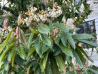 Loquat Loquat