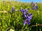 Sky Lupine Sky Lupine