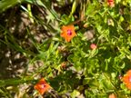 Scarlet Pimpernel Scarlet Pimpernel