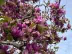 Saucer Magnolia Saucer Magnolia