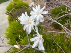 Star Magnolia Star Magnolia