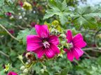 Island Mallow Island Mallow