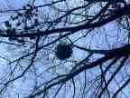 Mistletoe Mistletoe