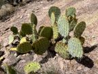 Pancake Prickly Pear Pancake Prickly Pear