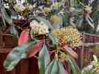 Red Leaf Photonia Red Leaf Photonia