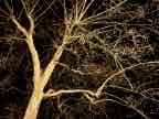 London Plane London Plane