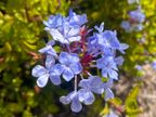 Cape plumbago Cape plumbago