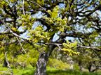 Blue Oak Blue Oak
