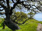 Blue Oak Blue Oak