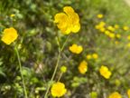 Meadow Buttercup Meadow Buttercup