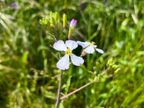 Wild Radish Wild Radish