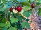 Sierra Gooseberry Sierra Gooseberry