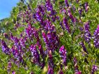 Hairy Vetch Hairy Vetch