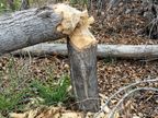 Beaver Chew Beaver Chew