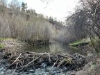 Beaver Dam Beaver Dam